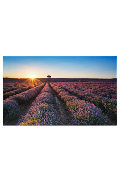 StoryGift Romania Tablou Canvas - Lavanda in Provence: Peisaj Rural Colorat s...