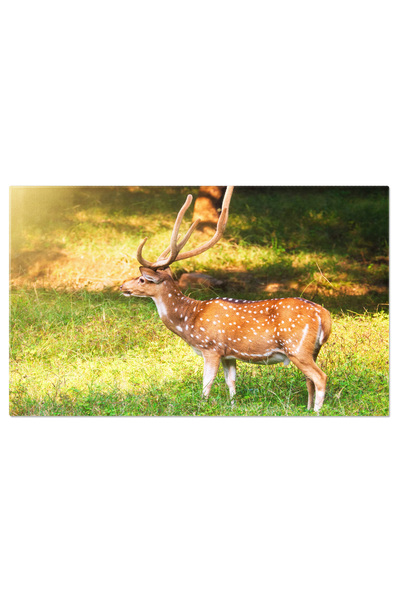 StoryGift Romania Tablou Canvas - Fauna din Ranthambore: Cerb, frumusetea nat...
