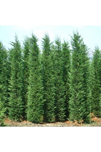 E-fidancim Tüplü Leylandi Fidanı 10cm-20cm (100 Adet)