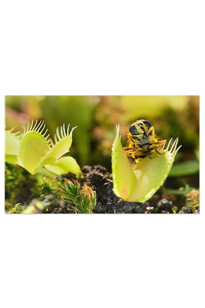 StoryGift Romania Tablou Canvas Insecta Asemanatoare Cu Albina Apropiinduse Si Fiind Capturata Ciclu De Supravie