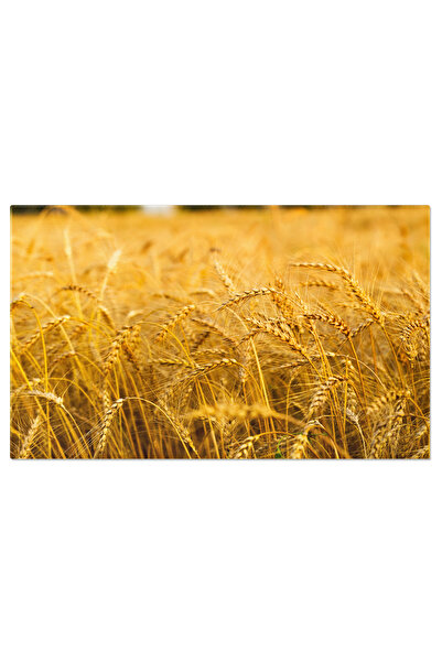 StoryGift Romania Tablou Canvas - Camp De Grau - Natura Increzatoare