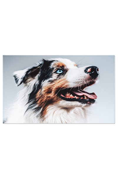 StoryGift Romania Tablou Canvas - Ciobanesc Australian, Groomed Si Pufos, Frumusete Si Eleganta Canina