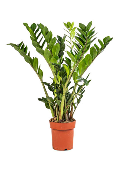 los botanik Zamia Bitkisi (Zamia Zamioculcas) Ev ve İşyerleri İçin Salon Zeze...