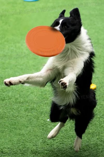 Yenilig Durable Silicone Frisbee Dog Toy |   17.5 cm Flexible and Safe Catch Game Disc