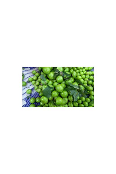 Hamile Marketim Taze Papaz (Can) Erik Sert Yeşil 400 gr
