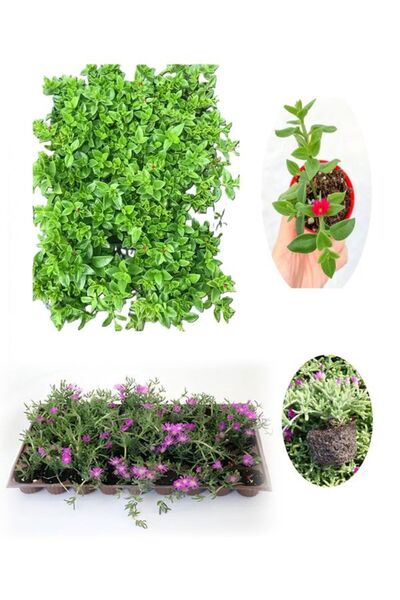 Gardenbox 2'Lİ Zemin Örtücü Bitki Seti 20 Buz + 20 Mezem (Acem Halısı) Viyold...
