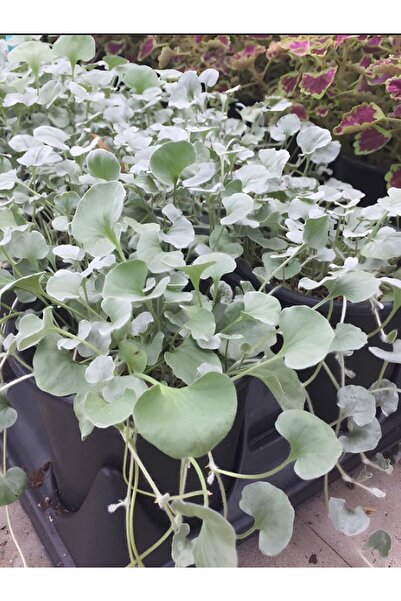 Gardenbox Özel Yer Örtücü Fare Kulağı Çiçeği Saksılı 10-15cm Saksılı Bahçe Ba...