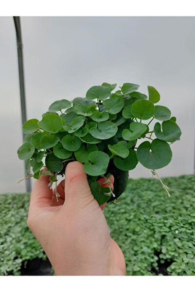 Bitkim Sende Gölge Çimi Dichondra Repens Fare Kulağı 10cm Saksılı Zemin Çiçeği