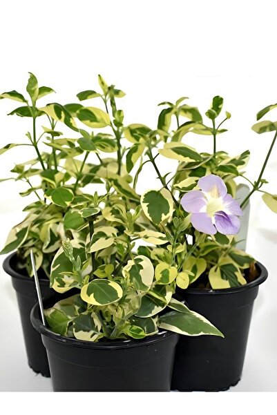 Bitkim Sende Cezayir Menekşesi Alacalı Büyük Çiçekli Vinca major Variegata Sa...