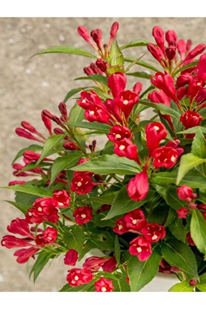 Bitkim Sende Kırmızı Renk Gelin Tacı Vangelya Çiçeği 1 Adet Saksılı 30-50cm (...