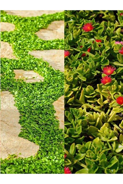 Bitkim Sende Yer Örtücü Bitki Seti 10 Buz + 5 Fare Kulağı(Dichondra Repens)