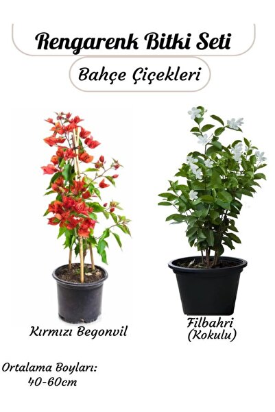 Nura Botanik Kırmızı Begonvil Sarmaşık+ Kokulu Filbahri Ağaç Şakayığı Çiçekli...