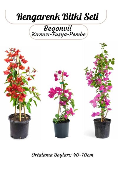 Gardenbox 3'lü Rengarenk Begonvil Seti Kırmızı -Pembe- Fuşya Renk Saksılı Sar...
