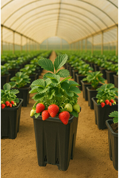 Veliday Çilek Üretim Saksısı - Plastik Çilek Üretim Saksısı