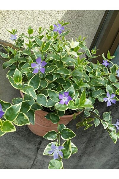 Bitkim Sende Cezayir Menekşesi Vinca Minor Promosyon Saksıda
