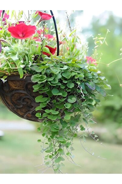 Gardenbox Dichondra Repens- Fare Kulağı Çiçeği 1 Adet Saksılı Bahçe-Balkon Çi...