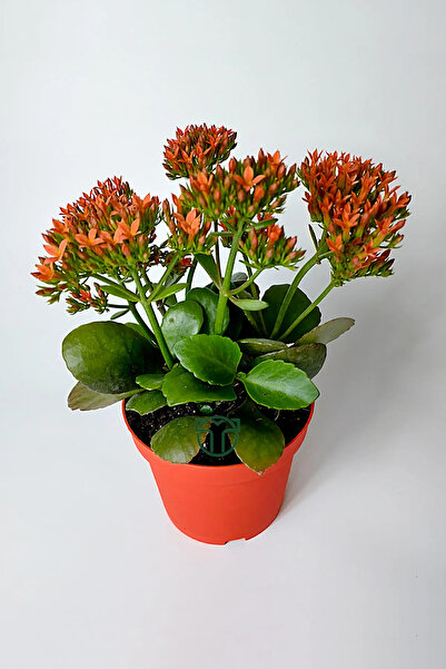 Toptan Kaktüs Kalanchoe Blossfeldiana çiçek açan sukulent Flaming Katy 12 cm saksıda