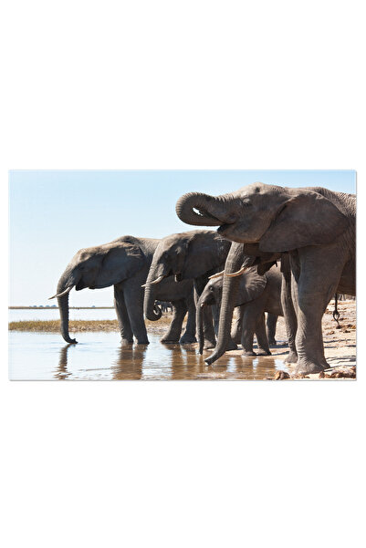 StoryGift Romania Tablou Canvas Elefant African La Aglomerarea De Apa, Africa...