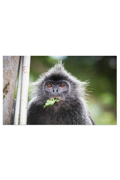 StoryGift Romania Tablou Canvas Maimuta Cu Frunze De Argint In Malaysia, Acti...