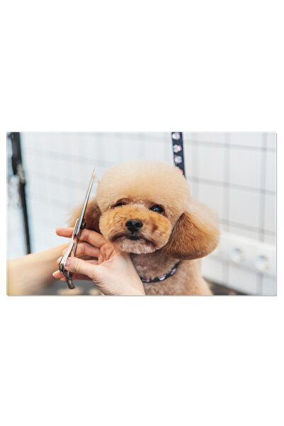 StoryGift Romania Tablou Canvas Tunsorile Unui Pudel Mic Pudel, Frumusete, Ra...