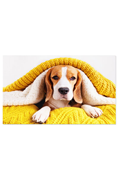 StoryGift Romania Tablou Canvas Caine Beagle Intins Pe Pat Sub Patura Tricota...