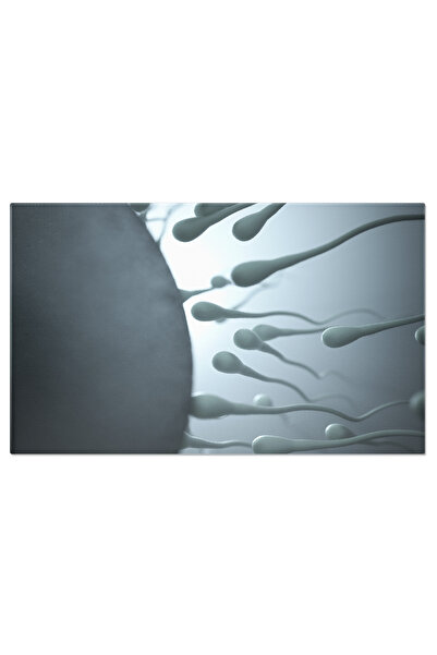 StoryGift Romania Tablou Canvas Intalnirea Dintre Sperma Si Ovul, Proces Vita...