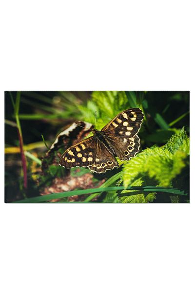 StoryGift Romania Tablou Canvas Fluture Pe Frunza Natura, Fluture, Insecta, Frunza, Macro 1274