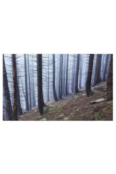 StoryGift Romania Tablou Canvas Padure Cetoasa In Munti Cu Arbore Singuratic Alpi, Padure, Cetoasa, Peisaj, Mist.
