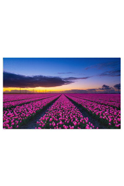 StoryGift Romania Tablou Canvas Randuri De Lalele La Apus Pe Camp, Camp, Floa...
