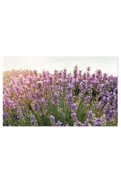 StoryGift Romania Tablou Canvas - Lavanda In Provence: Arome Si Flori Parfumate