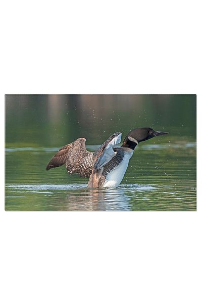 StoryGift Romania Tablou Canvas Loon Mare Intr-un Peisaj Colorat - Pasari Splendide In Armonie Cu Natura