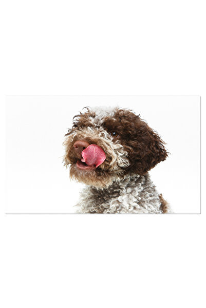 StoryGift Romania Tablou Canvas - Pisica Maine Coon: Frumusete Blana