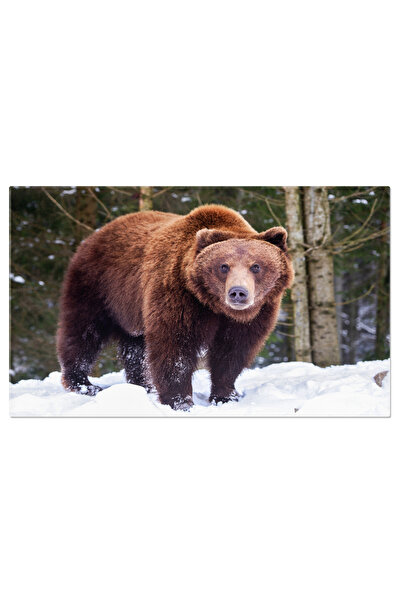 StoryGift Romania Tablou Canvas Cu Urs Grizzly - Predatori In Peisaj De Iarna
