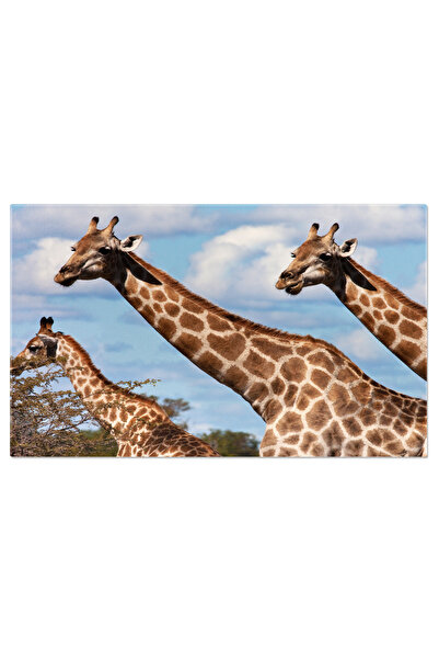 StoryGift Romania Tablou Canvas Grup De Girafe In Savana Botswana, Girafa, Bo...