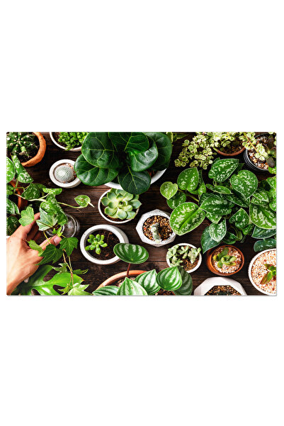 StoryGift Romania Tablou Canvas Cu Variedad De Plante De Interior - Verzui, M...