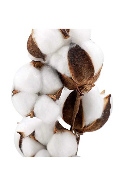 yapay çiçek evi 10ΛΟΤΟΥΣ ΦΥΣΙΚΟΥΣ ΛΕΥΚΟΥΣ ΒΑΜΒΑΚΙΝΩΝ ΔΕΣΜΕΥΜΑΤΩΝ ΔΙΑΚΟΣΜΗΤΙΚΟ...