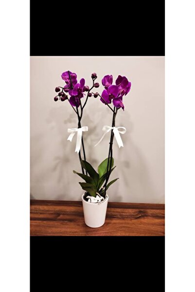 like phalaenopsis çift dallı mor orkide
