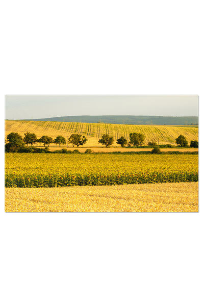 StoryGift Romania Tablou Canvas Camp De Grau Inflorit Si Briza Intrun Cadru Rural O Priveliste Impresionanta A N