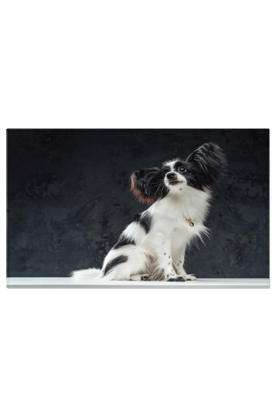 StoryGift Romania Tablou Canvas 120 X 80cm Papillon - Un Catel Cu Ochi Incantatori 120x80cm Stg