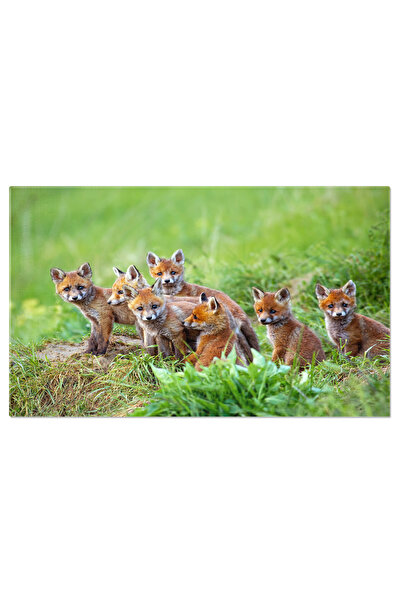 StoryGift Romania Tablou Canvas: Cuiburile Micilor Vulpi - Grup De Pui Jucausi