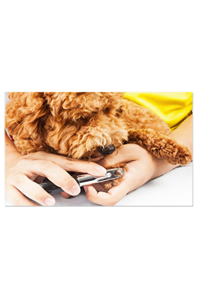 StoryGift Romania Tablou Canvas - Ingrijirea Animalelor: Grooming Si Iubire