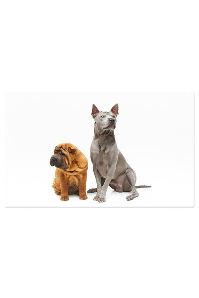 StoryGift Romania Tablou Canvas - Sharpei Mic: Adorabilul Catelus Cu Blana