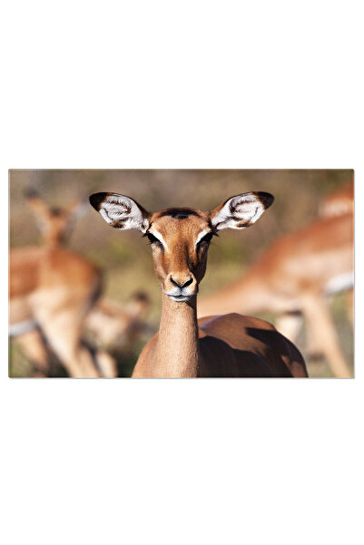 StoryGift Romania Tablou Canvas Impala In Botswana, Animale, Natura, Safari, ...