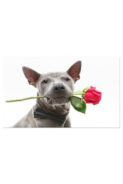 StoryGift Romania Tablou Canvas - Prietenul Cu Riduri: Portretul Unui Catelus...