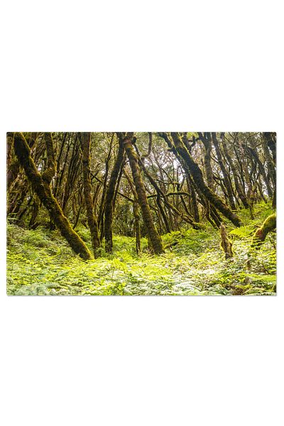 StoryGift Romania Canvas Painting Landscape With Ferns Next To Mossy Trees, La Gomera, Canary Islands, Spain, Nature