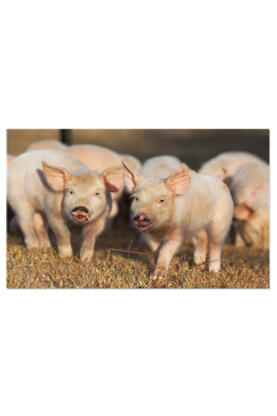 StoryGift Romania Tablou Canvas Purcei Ratacitori In Australia Rurala Animal,...