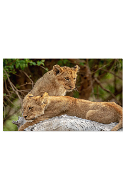 StoryGift Romania Tablou Canvas Fotografie Pui De Leu Asezati Pe Un Trunchi Cazut, Animal, Feline, Safari, Natur