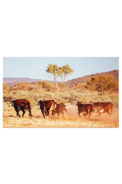 StoryGift Romania Tablou Canvas Boi Pascand In Interiorul Australiei, Peisaj ...