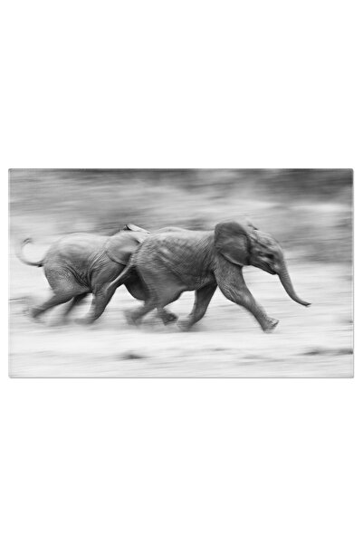 StoryGift Romania Tablou Canvas Doi Viei De Elefant Loxodonta Africana Alearga Impreuna, Elefant, Calf, Natura, M