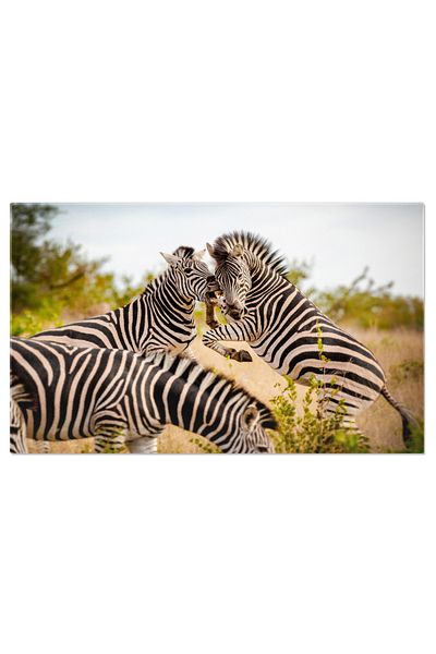 StoryGift Romania Canvas Print - Zebra Fight: Small Group of Animals in Action
